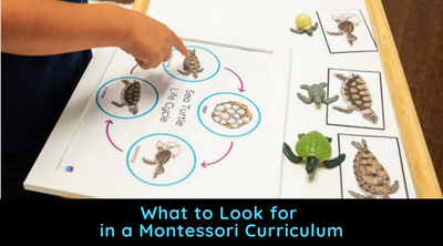 What to Look for in a Montessori Curriculum