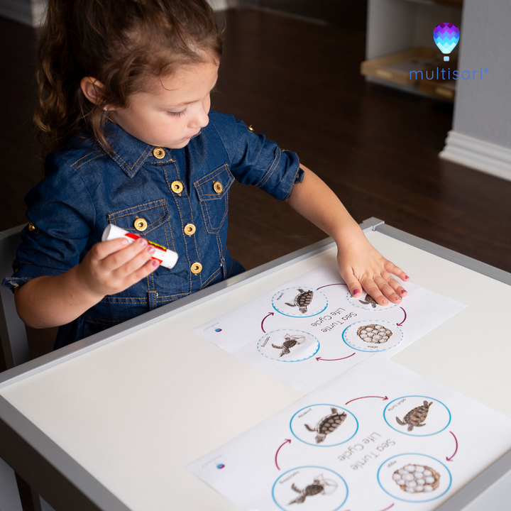 Young child in denim dress holding a glue stick and working on a sea turtle life cycle Montessori science activity